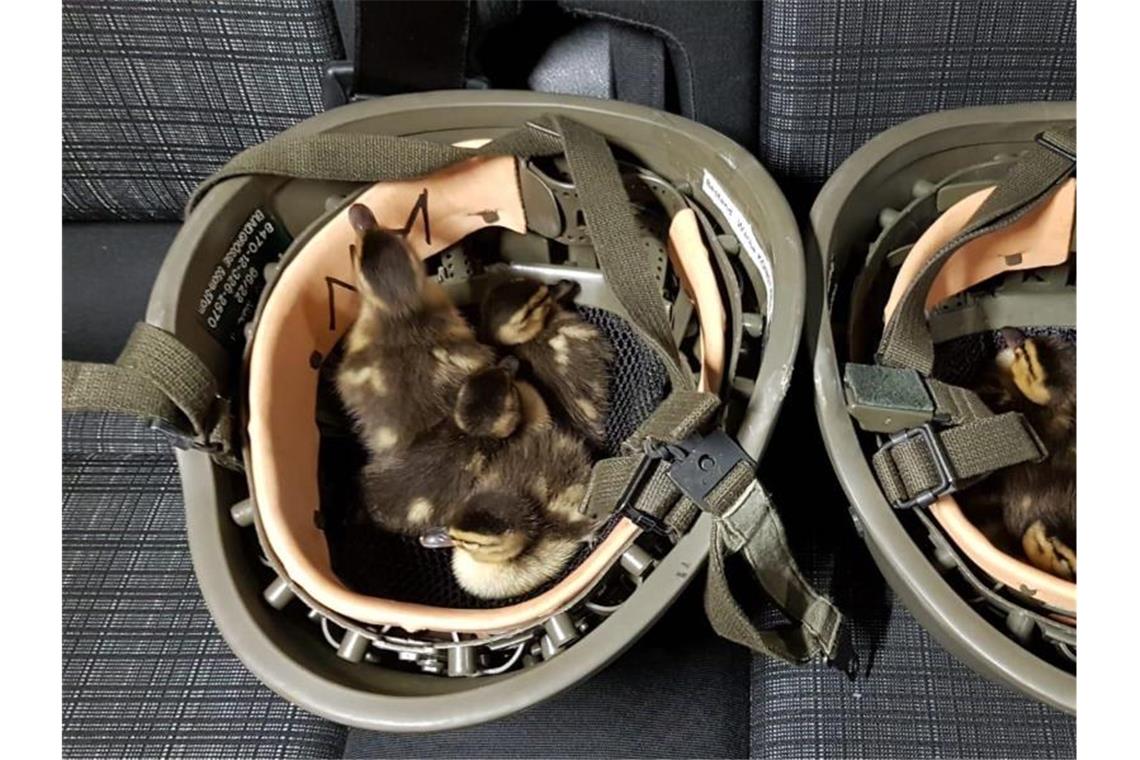 Sondereinsatz für Entenfamilie in Konstanz In Bundespolizei-Helmen sitzen Entenküken, die Beamte der Bundespolizei zuvor am Bahnhof in Konstanz eingesammelt hatten. Foto: Bundespolizei
