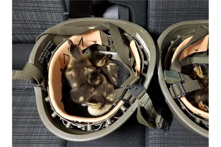 In Bundespolizei-Helmen sitzen Entenküken, die Beamte der Bundespolizei zuvor am Bahnhof in Konstanz eingesammelt hatten. Foto: Bundespolizei