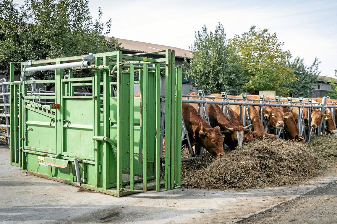 Hofnahes Schlachten ohne Transportstress In dem Fangstand direkt neben dem Auslauf werden die Tiere geschossen.