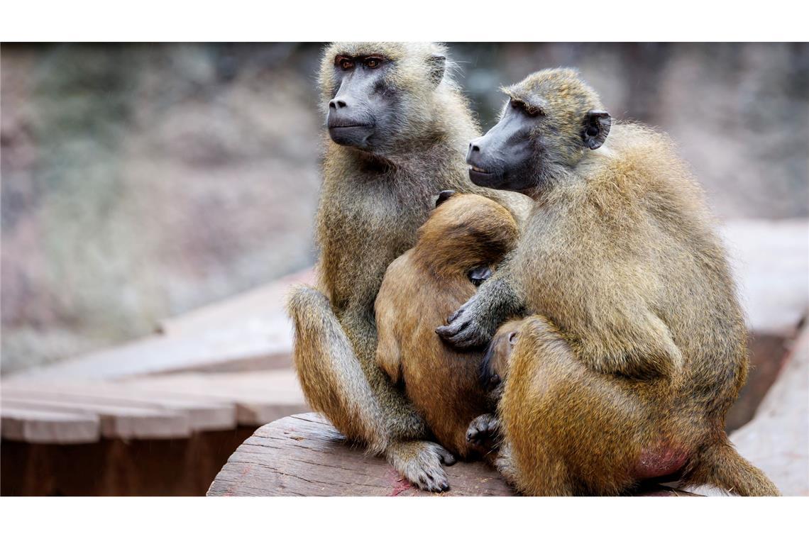 Tiergarten: Müssen Tötung von Pavianen jetzt vorbereiten In dem Gehege leben laut dem Tiergarten mehr als 40 Paviane. Ausgelegt ist die Anlage für 25 Affen plus Jungtiere. (Archivbild)