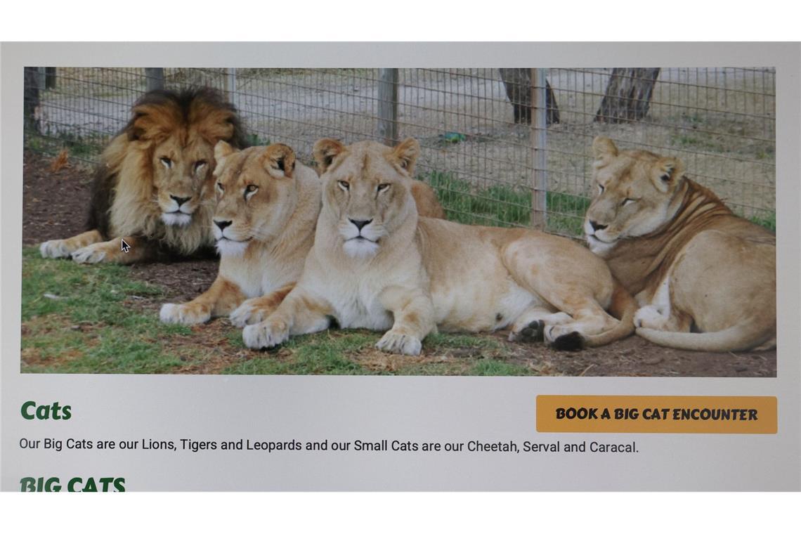 Löwen-Angriff in australischem Zoo: Frau verliert Arm In dem Zoo leben verschiedene Raubkatzen, neben Löwen auch Leoparden und Geparden.