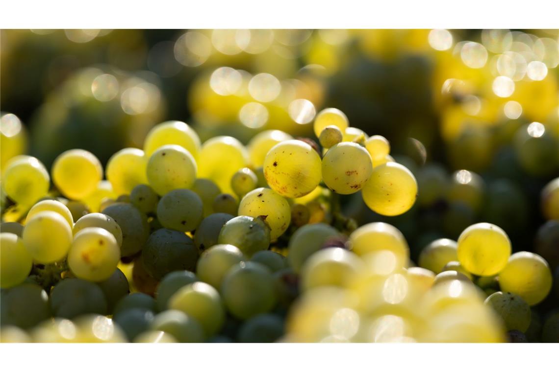 Deutsche Winzer erzeugen deutlich weniger Wein In den deutschen Anbaugebieten kam 2024 die drittniedrigste Weinmost-Menge der vergangenen 15 Jahre zusammen (Archivbild).