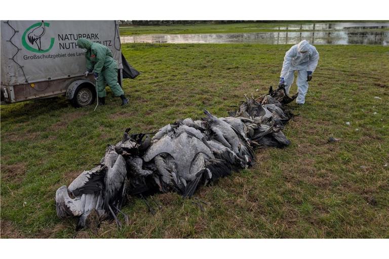 In den deutschen Rastgebieten der Kraniche sterben derzeit viele Tiere an der Vogelgrippe.