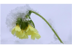 In den höheren Lagen ist weiterhin mit Schneefall zu rechnen. (Symbolbild)