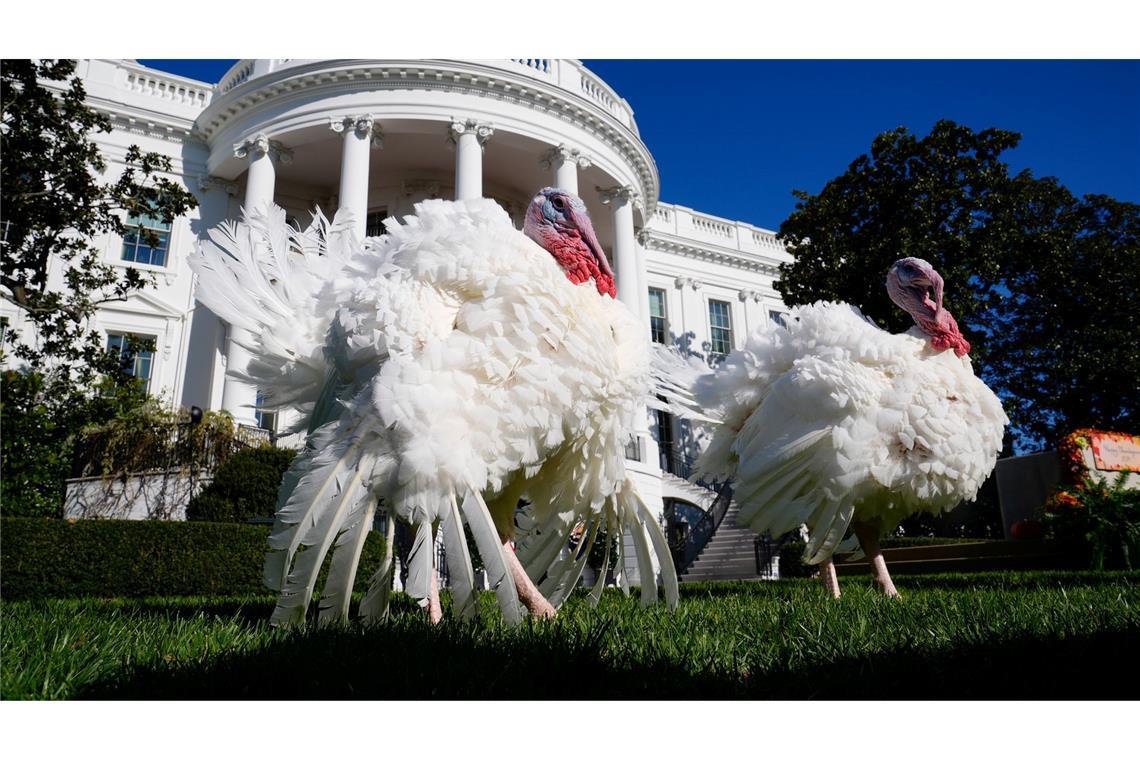 US-Medien geben Tipps für ein harmonisches Thanksgiving In den USA wird das Erntedankfest gefeiert.