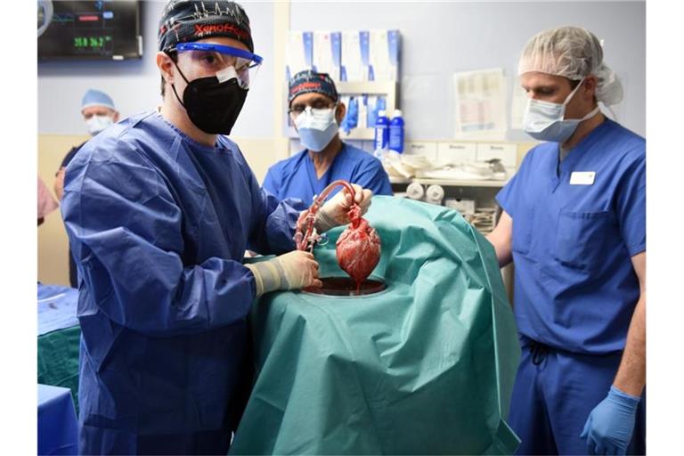 In den USA ist einem Menschen erstmals ein Schweineherz als Ersatzorgan eingesetzt worden. Foto: Tom Jemski/University of Maryland School of Medicine/dpa