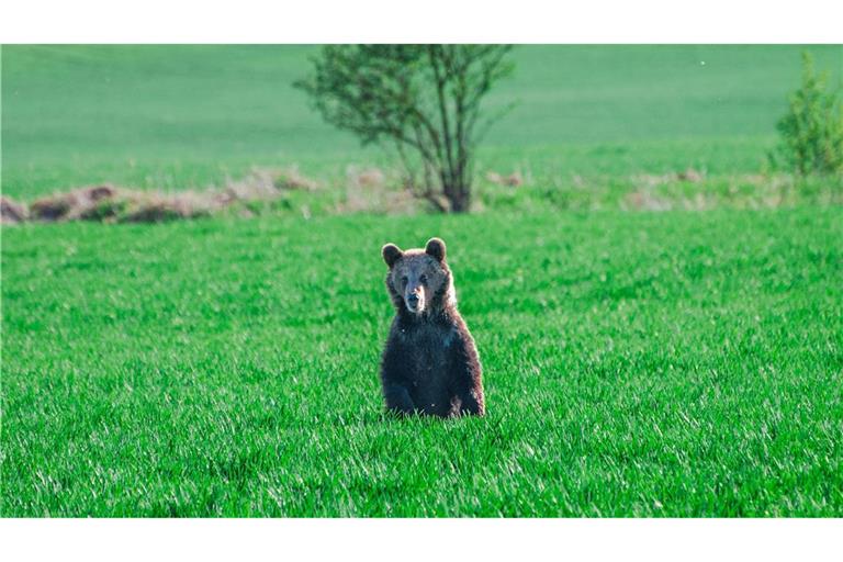 In den vergangenen Wochen wurden in der Slowakei mehrere Menschen bei unfreiwilligen Begegnungen mit Braunbären verletzt.