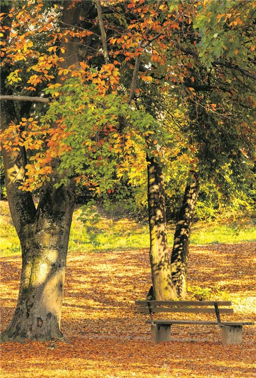 Goldener Oktober: Nichts mit trübem Herbstwetter In den vielen Sonnenstunden kam das bunte Laub so richtig zum Leuchten. Foto: A. Becher