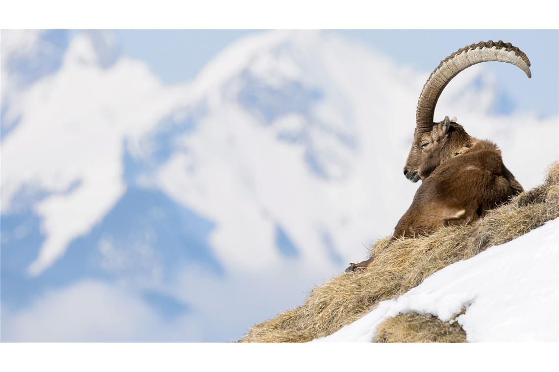 Natur im Fokus - Wenn Fotos Tiere stören In der Allgäuer Hochalpen gibt es spezielle Führungen zu den "Big Five", wozu Steinbock, Steinadler, Gams, Murmeltier und Alpenschneehuhn zählen. (Archivbild)