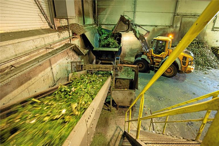 In der Biovergärungsanlage in Neuschöntal werden die Christbäume zuerst kleingehäckselt, bevor sie in den Fermenter kommen. Fotos: A. Becher