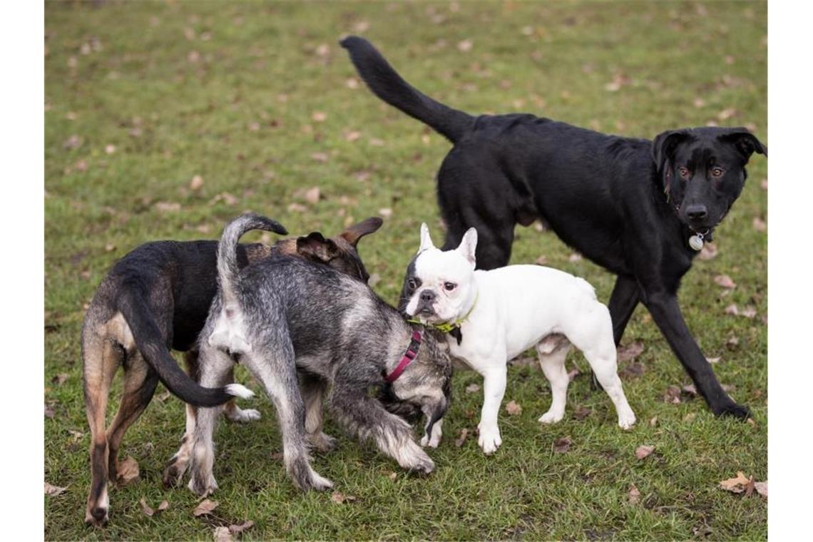 In der Corona-Pandemie ist die Nachfrage nach Hunden extrem angestiegen. Foto: picture alliance / Christian Charisius/dpa