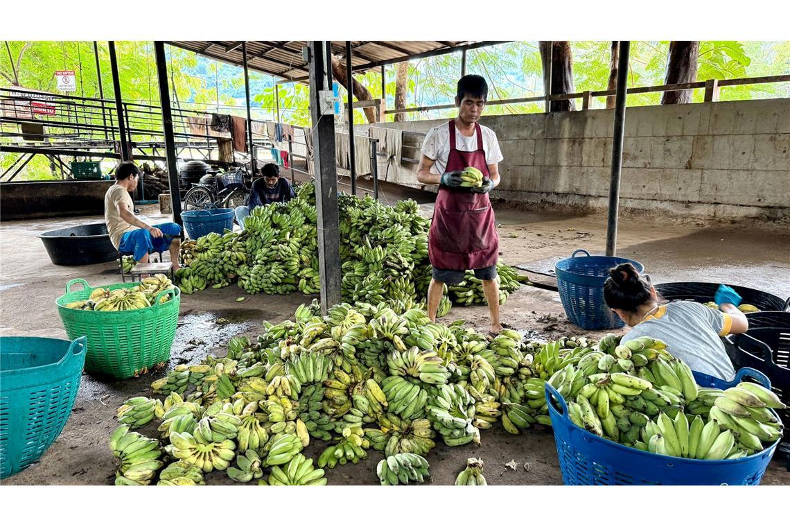 In der "Elefantenküche" werden täglich Tausende Bananen für die Tiere vorbereitet.
