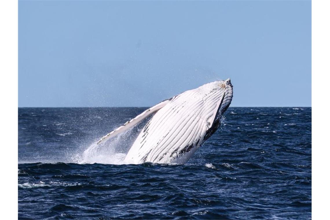 Wal verfängt sich in Hai-Netz - Rettung bislang erfolglos In der freien Natur gehören Buckelwale zu den majestätischsten Tieren der Erde - doch der Mensch wird immer wieder zur Gefahr für die Meeressäuger. Foto: Bai Xuefei/XinHua/dpa
