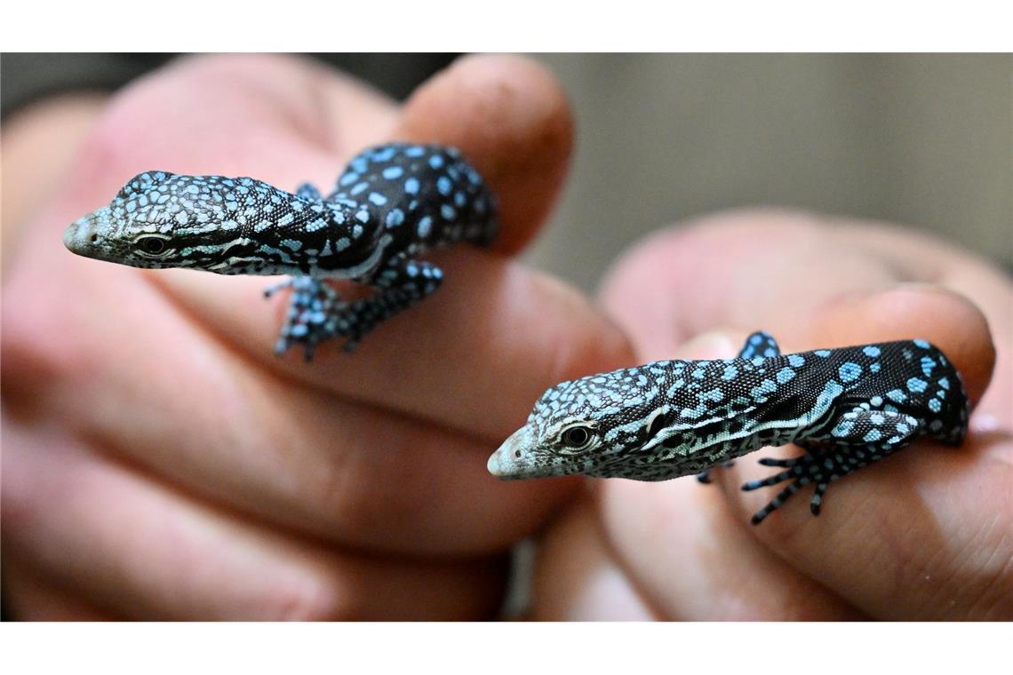 In der Jugend schon blau: Junge, blaue Warane im Zoo im tschechischen Pilsen.