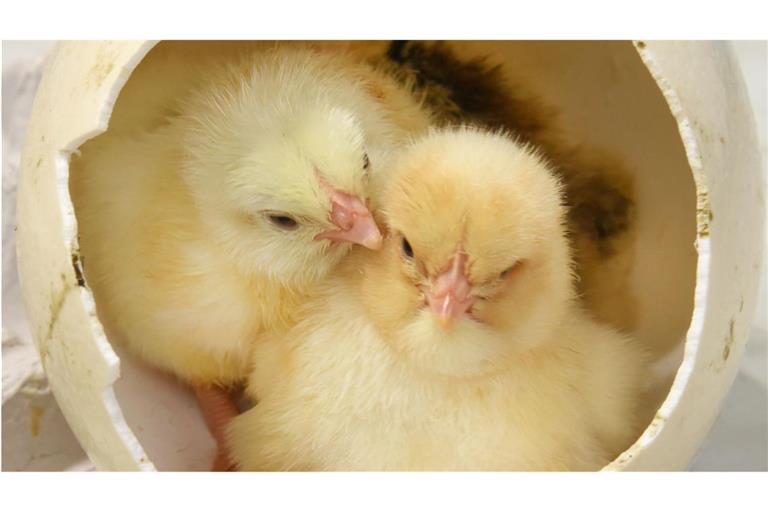 In der Mini-Brüterei eines Geflügelzüchters im sächsischen Pehritzsch sitzen für ein Foto zwei frisch geschlüpfte Hühnerküken in einer Schale von einem Straußenei.