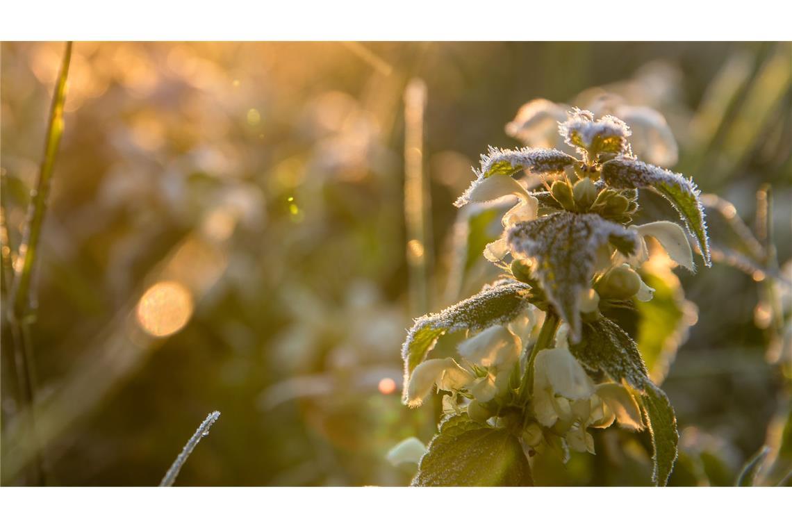 Warm und trocken – aber nachts frostig In der Nacht kühlt es deutlich ab, in Bodennähe kann es sogar Frost geben.