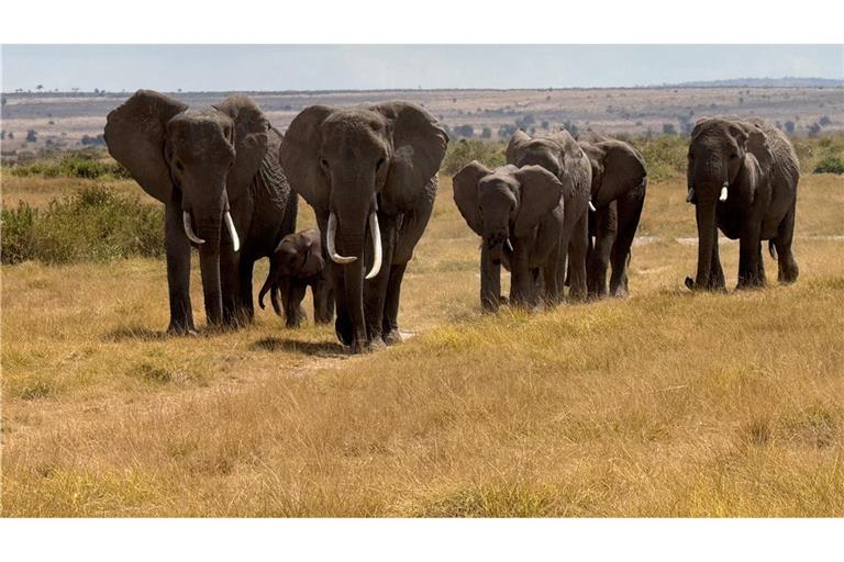 In der Nähe des Unfallorts befindet sich ein privater Wildpark, in dem zahlreiche Elefanten leben. (Symbolbild)