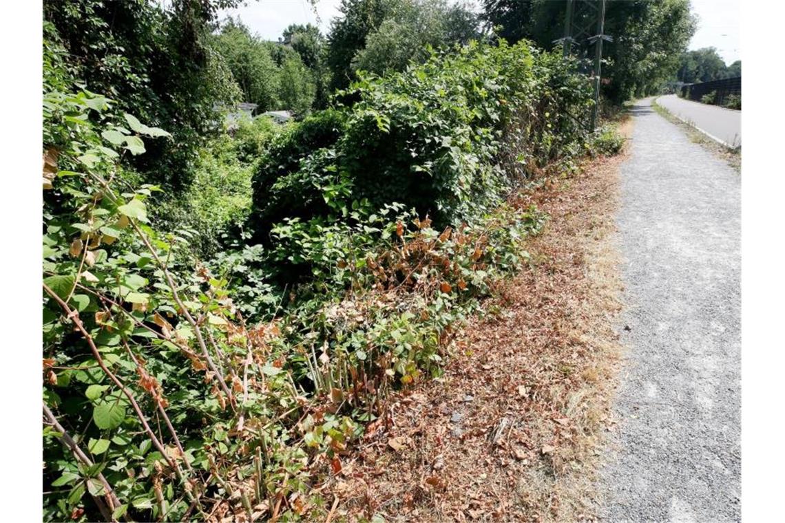 Mülheim: Familien der Zwölfjährigen lehnen Hilfe ab In der Nähe dieses Gebüsches soll die junge Frau von der Gruppe überfallen und missbraucht worden sein. Foto: Roland Weihrauch