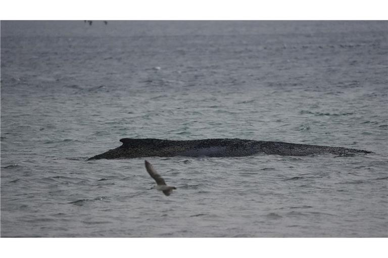 In der Ostsee ist ein Wal gestrandet.