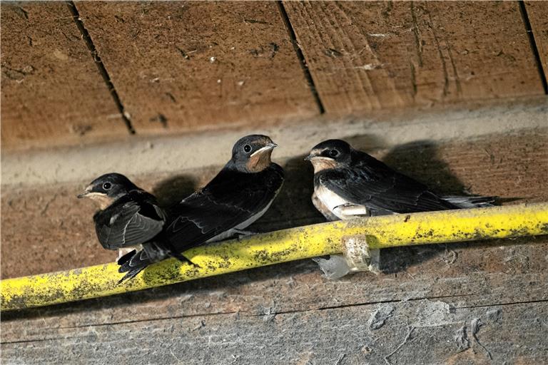 In der Scheune des Biolandhofs fühlen sich die Rauchschwalben wohl. Fotos: Alexander Becher