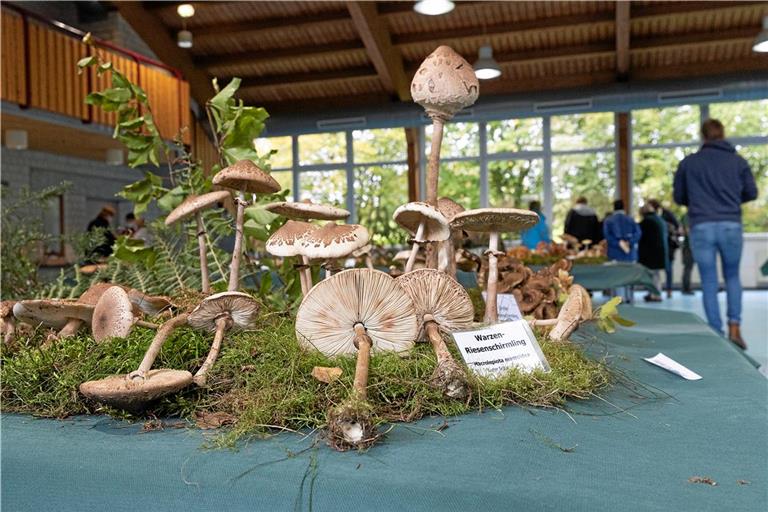 In der Schwalbenflughalle in Grab werden die Pilze mit Beschriftung und etwas Deko aus dem Wald ausgestellt. Auf dem Bild zu sehen ist der Warzen-Riesenschirmling, ein essbarer Pilz aus der Gattung der Riesenschirmlinge (Macrolepiota). Archivfoto: Jörg Fiedler