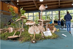 In der Schwalbenflughalle in Grab werden die Pilze mit Beschriftung und etwas Deko aus dem Wald ausgestellt. Auf dem Bild zu sehen ist der Warzen-Riesenschirmling, ein essbarer Pilz aus der Gattung der Riesenschirmlinge (Macrolepiota). Archivfoto: Jörg Fiedler