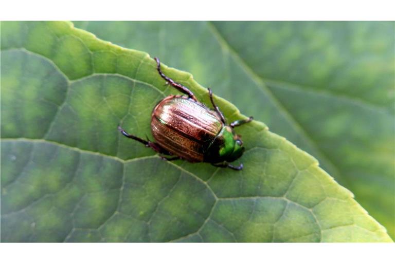 In der Schweiz nahe der deutschen Grenze wurden wieder invasive Japankäfer entdeckt (Symbolbild).