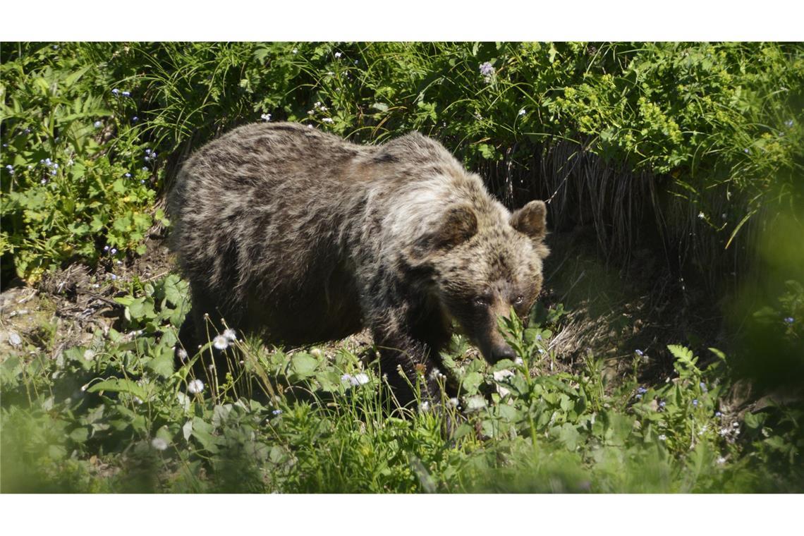 Braunbär greift Familie mit Kindern an In der Slowakei gibt es mehr als tausend frei lebende Braunbären.(Symbolbild)
