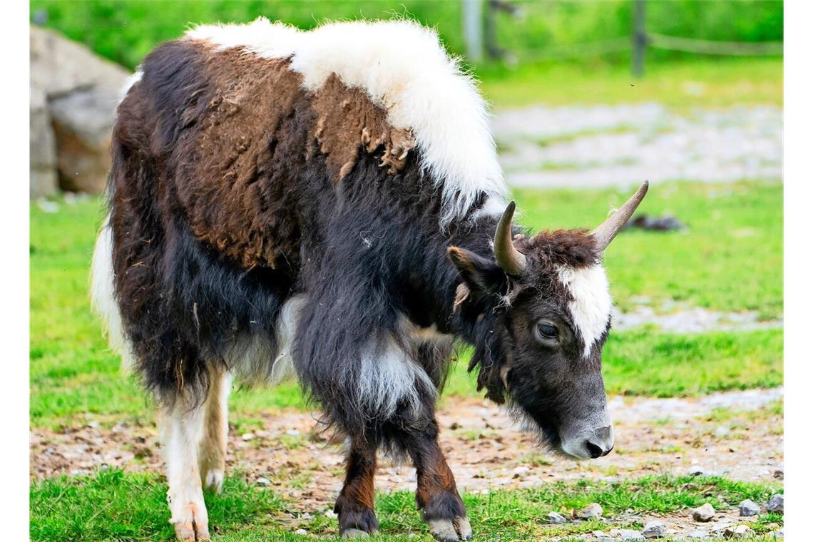 In der Stuttgarter Wilhelma ist ein Yak-Weibchen neu eingezogen.