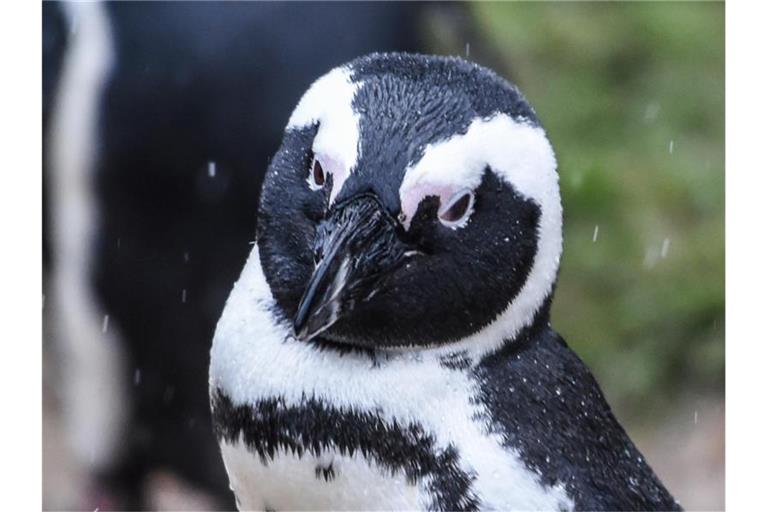In der südafrikanischen Touristenmetropole Kapstadt sind 64 Pinguine wohl von einem Bienenschwarm getötet worden. Foto: Kira Hofmann/dpa-Zentralbild/dpa