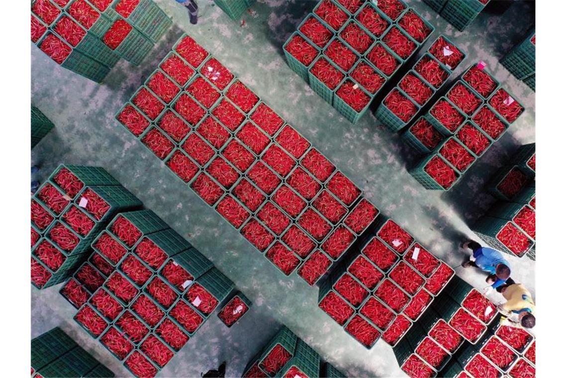 In der sükoreanischen Stadt Andong liegen rote Pfefferschoten in einem Vertriebszentrum in Kisten für den Verkauf bereit. Foto: YNA/dpa