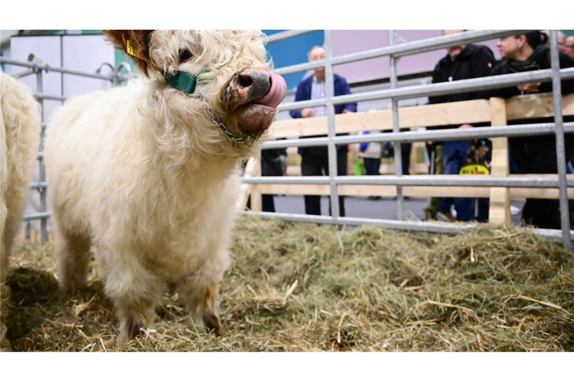 In der Tierhalle können Besucherinnen und Besucher auch Kälber sehen.