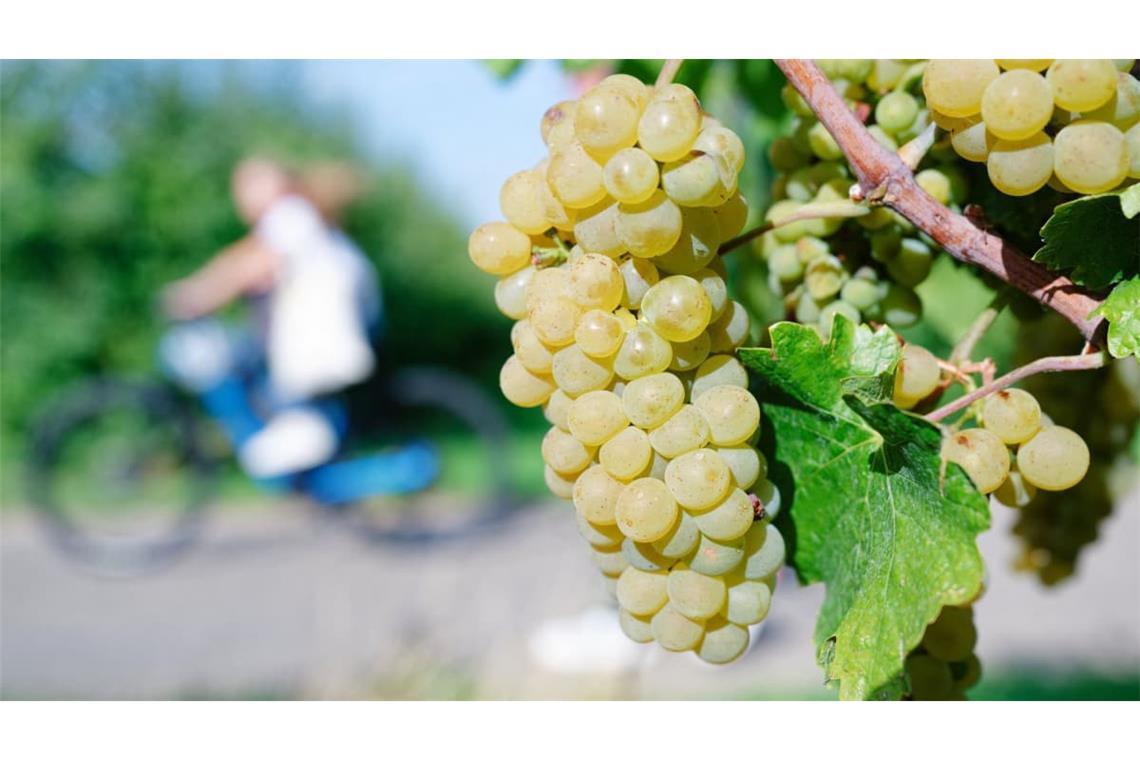 In der Toskana haben Diebe 30.000 Flaschen Wein im Gesamtwert von etwa fünf Millionen Euro gestohlen (Symbolfoto).