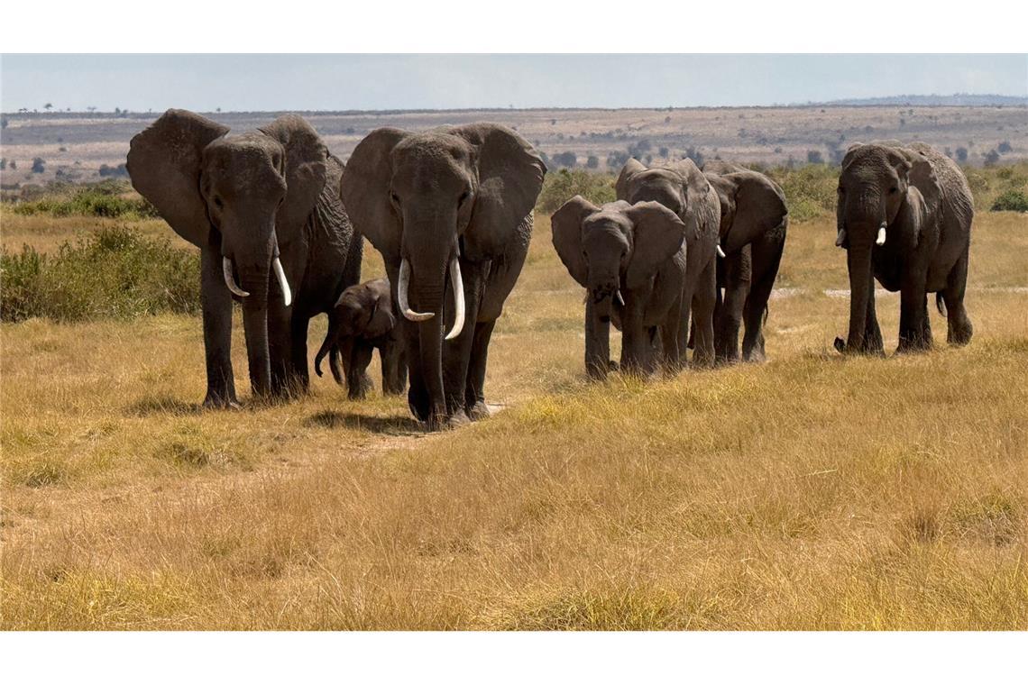 In der usbekischen Großstadt Samarkand hat die Artenschutzkonferenz begonnen. (Symbolbild)