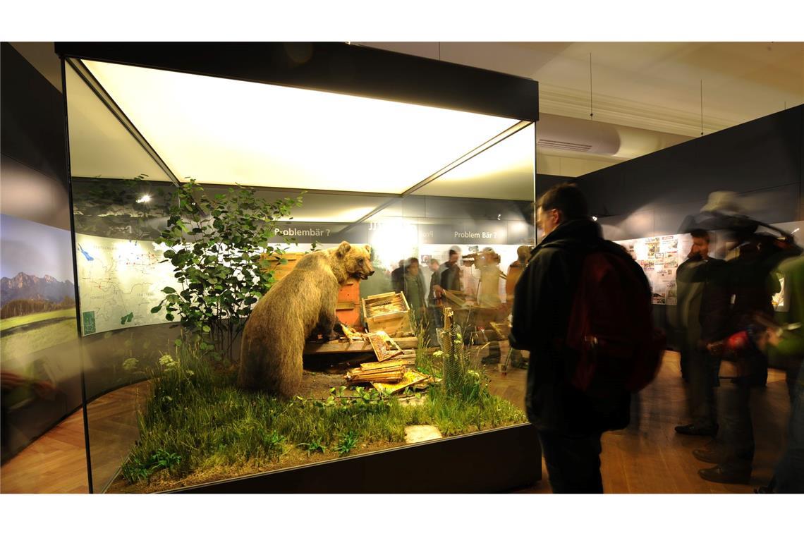 In der Vitrine kann der Braunbär besichtigt werden. (Archivbild)