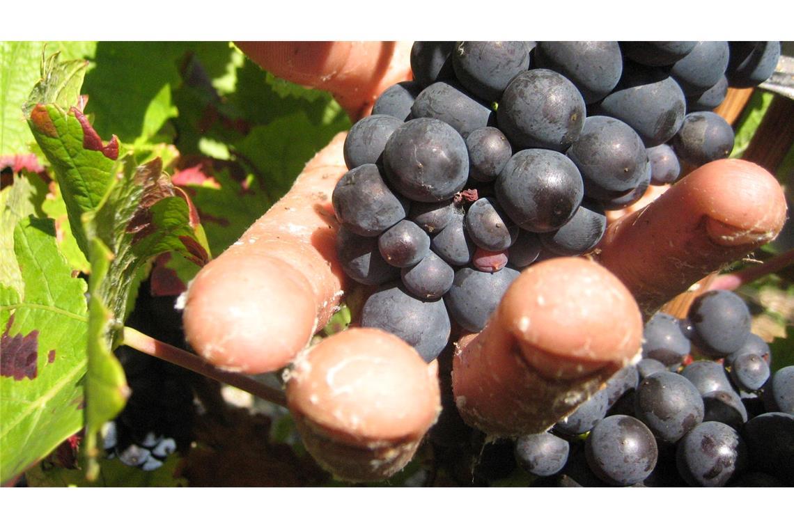 Haft für "Weinlese der Schande" - Erntehelfer ausgebeutet In der Weinbauregion Champagne sind Erntehelfer skrupellos ausgebeutet worden. (Symbolbild)