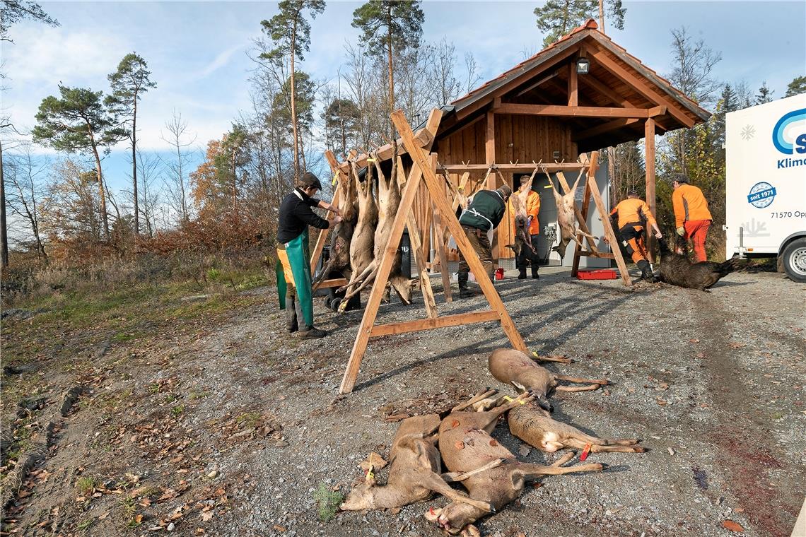 Im Raureif auf der Lauer In der Wildkammer bei Steinbach werden die bei der Drückjagd erlegten Rehe und Wildschweine ausgenommen. Fotos: J. Fiedler
