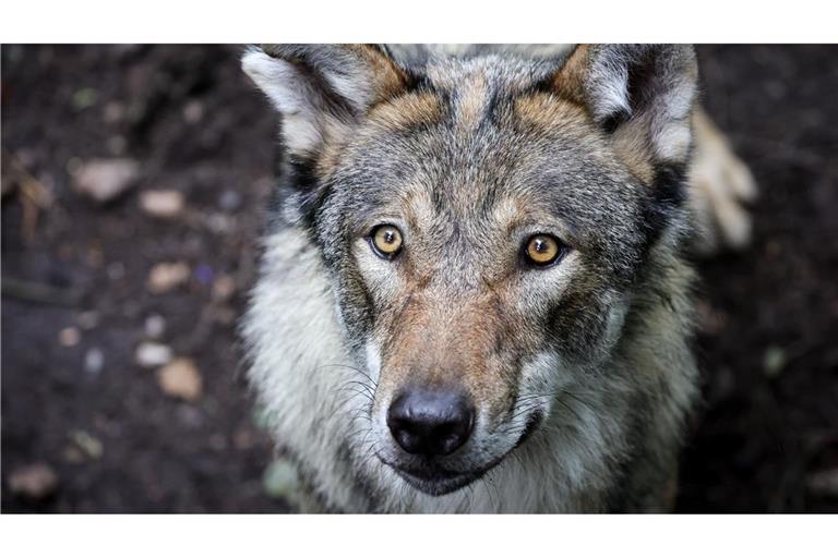 In Deutschland gibt es aktuell schätzungsweise rund 1630 Wölfe.