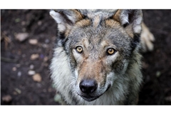 In Deutschland gibt es aktuell schätzungsweise rund 1630 Wölfe.