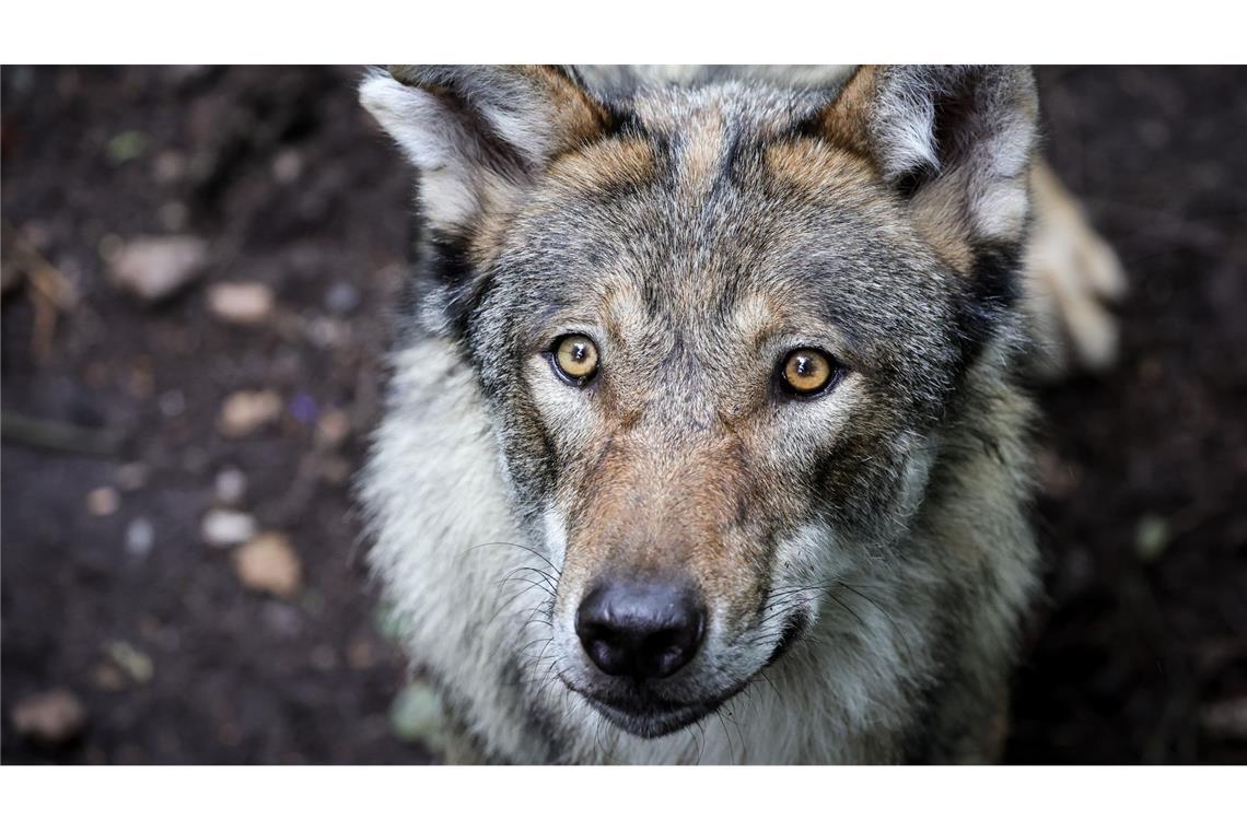 So viele Wölfe gibt es in Baden-Württemberg