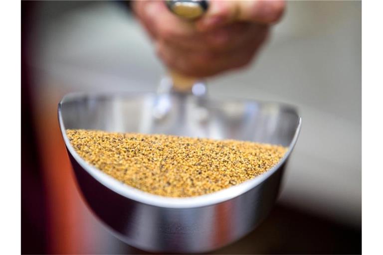 In Deutschland könnte Senf wegen Engpässen beim Saatgut deutlich teurer werden - knapp wird die gelbe Würzpaste aus Sicht von Herstellern aber wohl nicht. Foto: Jens Büttner/dpa-Zentralbild/dpa