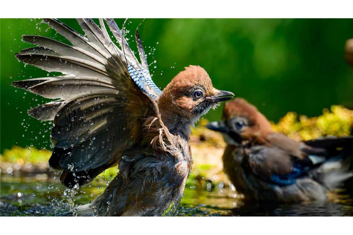 In Deutschland: Mit kräftigem Flügelschlag ins Nass – junger Eichelhäher gönnt sich Abkühlung am Sommertag