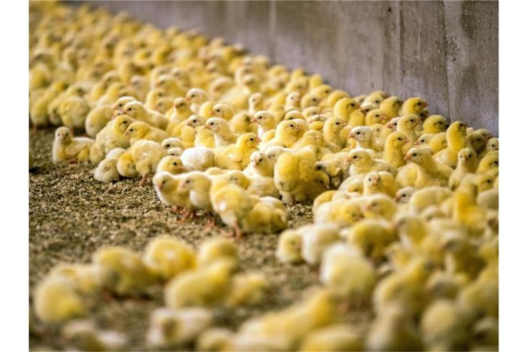 In Deutschland werden jährlich mehr als 40 Millionen männliche Küken kurz nach dem Schlüpfen routinemäßig getötet, weil sie keine Eier legen und nicht so viel Fleisch ansetzen. Foto: Jens Büttner/dpa-Zentralbild/dpa