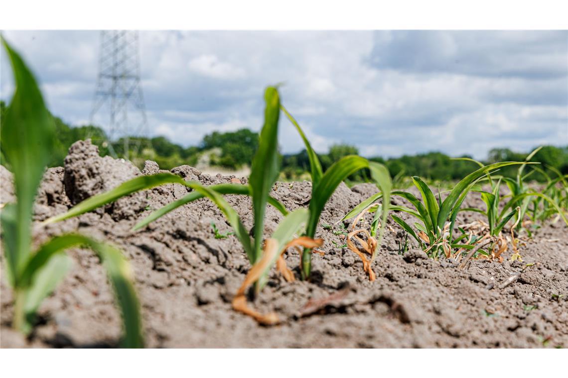 In Deutschland wird es wegen des Klimawandels zu mehr Dürreperioden kommen. Das führt zu schwierigeren Anbaubedingungen, wie auf diesem Feld in Schleswig-Holstein.