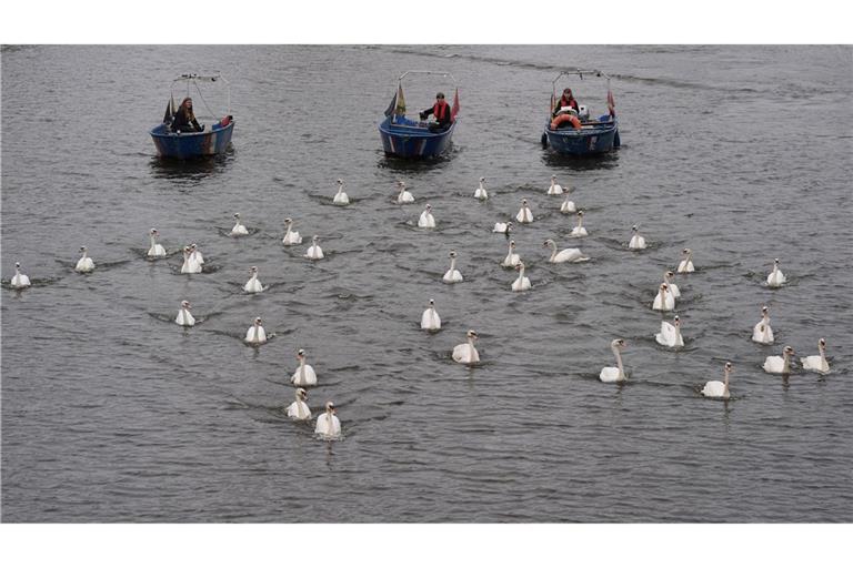 In diesem Jahr begleiteten die Boote rund 50 von insgesamt rund 90 Schwänen.