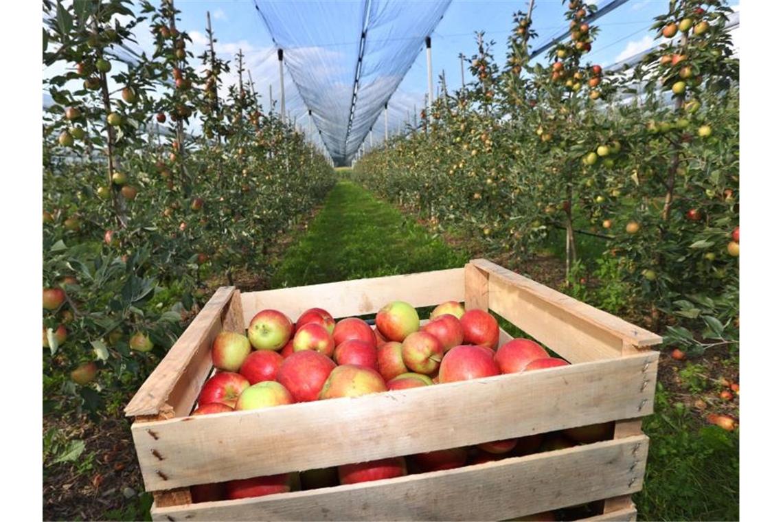 Deutsche Apfelernte fällt kleiner aus In diesem Jahr werden 87.000 Tonnen Äpfel weniger geerntet. Foto: Karl-Josef Hildenbrand/dpa