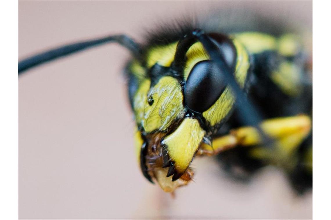 In diesem Sommer gibt es vielerorts weniger Wespen. Foto: Julian Stratenschulte