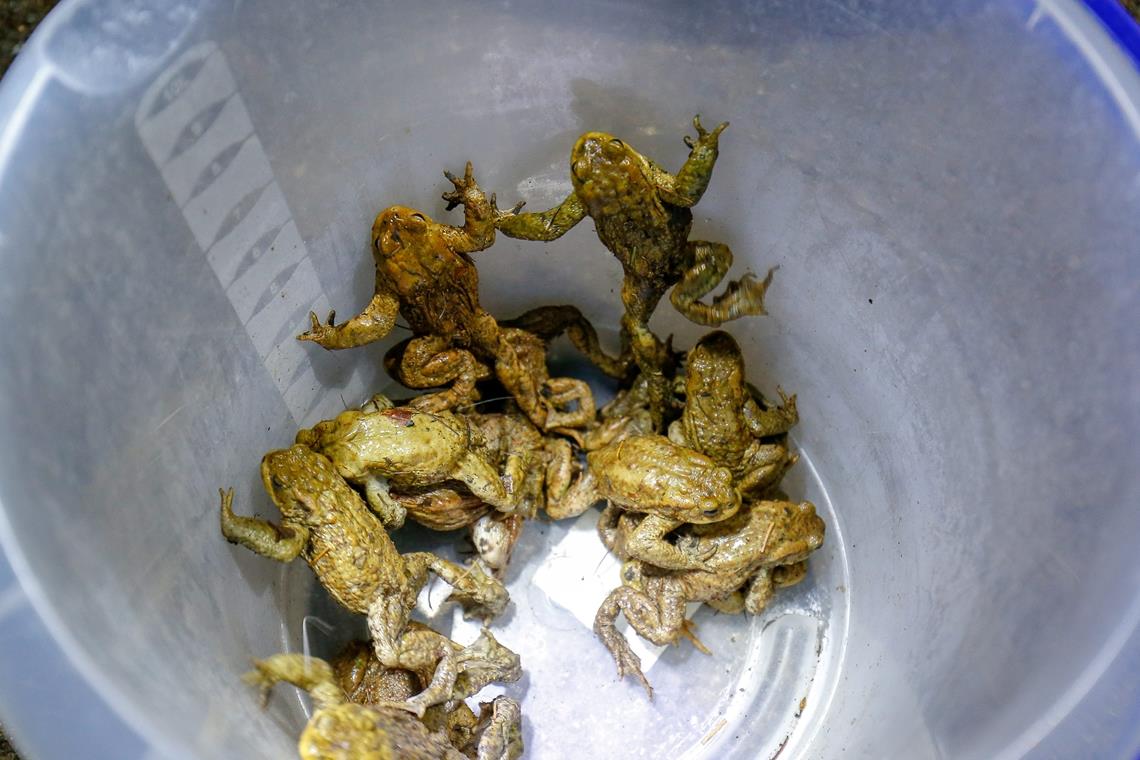 In Eimern werden die Amphibien gesammelt und durch die Unterführung ins Biotop gebracht. Archivfoto: Alexander Becher