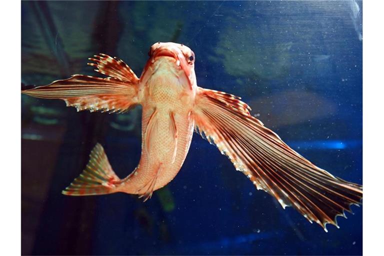 In einem Aquarium des Vivariums im Naturkundemuseum schwimmt ein Flughahn. Foto: Uli Deck/dpa/Archivbild