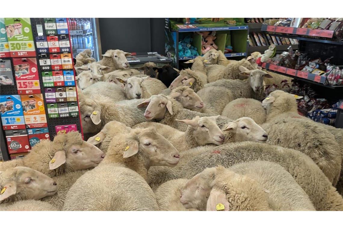 In einem Penny in Unterfranken war am Dienstag tierisch was los.